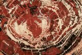 Red & Black Petrified Wood (Araucarioxylon) Round - Arizona #195116-1